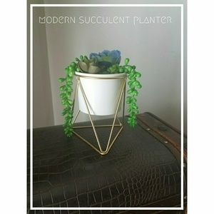 Succulent planter